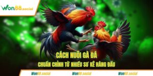 Cách nuôi gà đá