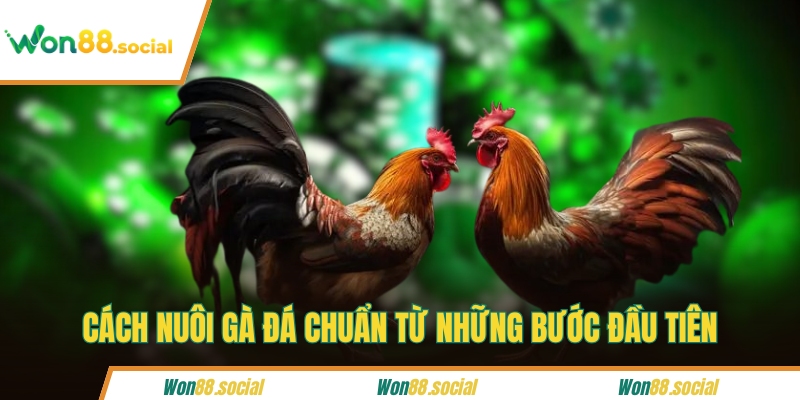 Cách nuôi gà đá chuẩn từ những bước đầu tiên