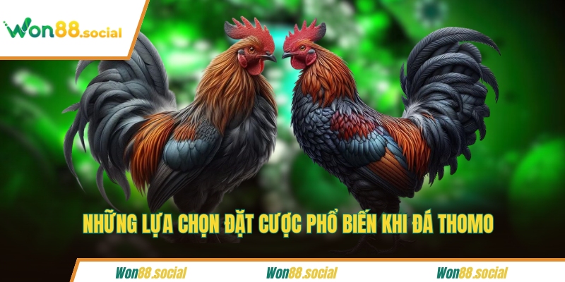 Những lựa chọn đặt cược phổ biến khi đá Thomo