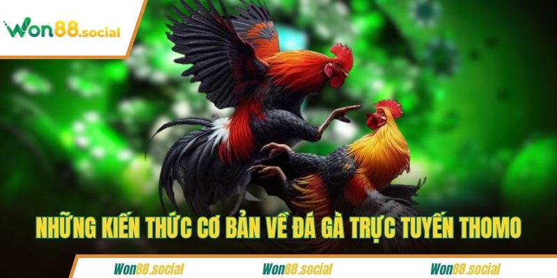 Những kiến thức cơ bản về đá gà trực tuyến Thomo