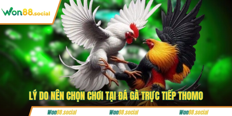 Lý do nên chọn chơi tại đá gà trực tiếp Thomo