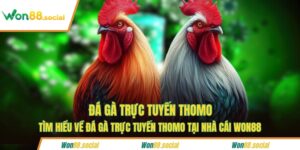 Đá gà trực tuyến Thomo