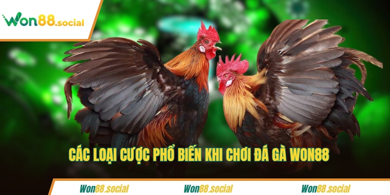 Các loại cược phổ biến khi chơi đá gà WON88