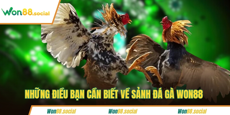 Những điều bạn cần biết về sảnh đá gà WON88 