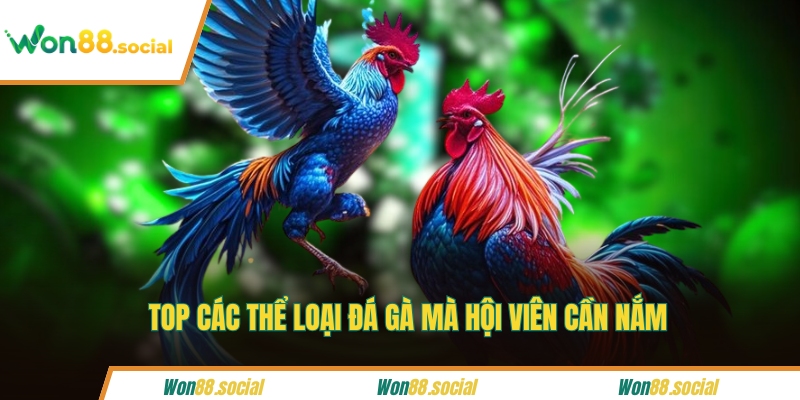 Top các thể loại đá gà mà hội viên cần nắm