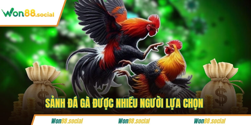 Sảnh đá gà được nhiều người lựa chọn